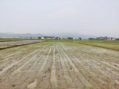 每趟功课可一次性完苗的栽插